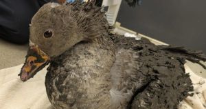 Mud-covered goose rescued from dried-up pond in village