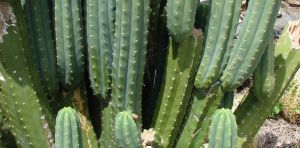 Huachuma, the Andean psychedelic cactus, is drawing Western seekers and raising ethical questions