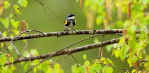 Tiny backpacks reveal the secret, sometimes circuitous migrations of small songbirds