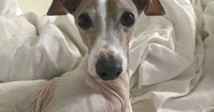 How a Dog Named Freddie Taught His Human to Be Human