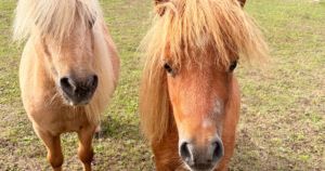 Inseparable Shetland ponies Winston and Churchill searching for loving new home
