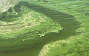 Nitrogen pollution is poisoning the planet – and barely anyone is talking about it