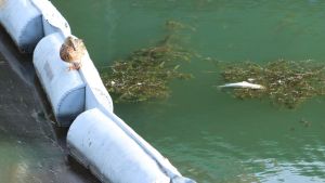 Sversamento nel Naviglio, lo sgomento di Robecco: “La nostra roggia è morta, qui solo carcasse di pesci e animali”