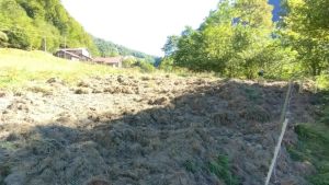 Allerta cinghiali nei prati a Rivamonte: «Non avremo più fieno»
