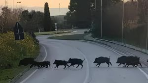L’emergenza cinghiali: 