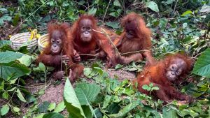 Odisha orangutan rescue: Mothers of five baby apes may have been killed, says HWAI