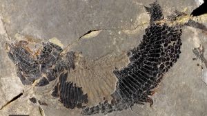 Preistoria nel Varesotto, trovato un piccolo pesce di 240 milioni di anni fa sopra Castelveccana