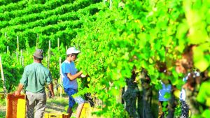 Il Pinot nero re dell’Oltrepò: è il più coltivato del territorio