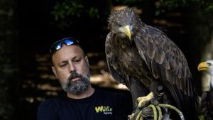 Ritrovata in Umbria l’aquila Bonbon, le lacrime di gioia di Gianluigi