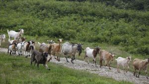 Perros contra lobos: la línea de ayudas de Asturias para evitar los ataques al ganado