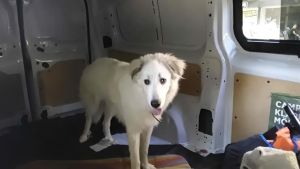 Lasciano il cane in auto sotto il sole e vanno a passeggio: turisti tedeschi trovati grazie alle telecamere e multati