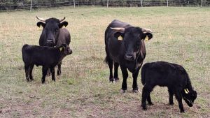 Wie süß: Die Dexter-Yaks in Amtenhausen haben Nachwuchs