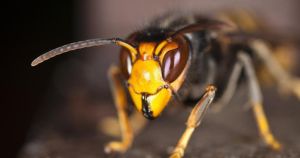 Could radio trackers be deployed to destroy the Asian hornet nest in Norfolk?