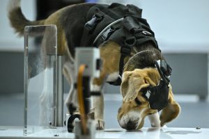 Can dogs sniff cancer? An Israeli co-founded AI startup thinks so