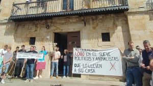 A más lobos eliminados, más ataques al ganado: las cuentas de los conservacionistas para poner en duda el programa de control de Asturias