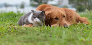 Worried your pet might catch bird flu? Here’s what you can do