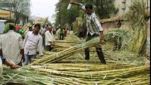 Flexible approach to sugarcane needed