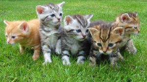 Nearly 20 cats found dead, mutilated in Mumbai’s Chembur; police launch probe