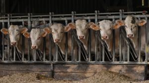 NVWA wil af van kalvertransport uit Ierland en dreigt vervoerders met dwangsommen