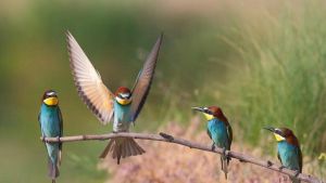 Un nuevo mapa interactivo muestra casi en tiempo real dónde se encuentran las aves de Europa