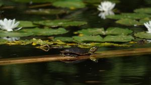 Invasive Schildkröte wird am Bodensee zum Problem – doch , weiß niemand