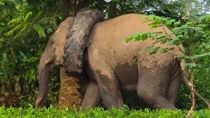 Wild elephant spotted with tyre stuck around neck in Assam’s Golaghat | Video