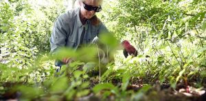 To control weeds in your garden, late summer and early fall is the best time to make a difference