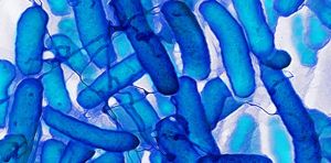 Learning without a brain – how bacteria store memories and remember the past like artificial neural networks