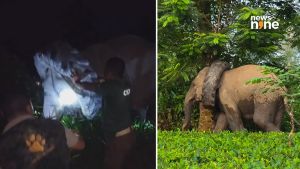 Assam elephant rescue underway after tyre gets stuck around its neck in Golaghat