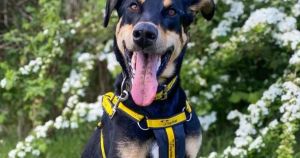 'Friendly' dog who loves meeting new people in need of loving new home in Norfolk