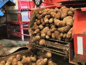 ANDY WALKER: New potato rules thankfully devoid of protectionist rhetoric