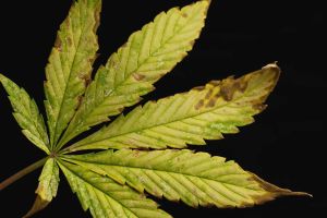 Legalizing recreational marijuana was a mistake, and we know it
