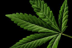 Don’t let outside fearmongering kill legal cannabis