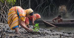Why Women Are Planting 1 Lakh Mangroves in the Sundarbans Where Tigers Killed Their Husbands