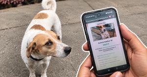 IIT Bombay Put QR Collars on Campus Dogs. Now BMC Is Taking the Idea Across Mumbai