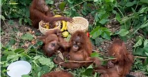 5 Baby Orangutans Found In Odisha Forest: What Officials Are Trying to Find Out