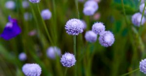 Spot These Tiny Insect-Eating Plants on Maharashtra’s Plateaus Before Monsoon Ends