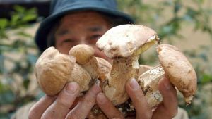 Fungaioli alla carica: a Succiso torna la Festa