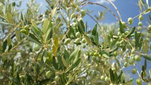 Coltura degli ulivi in Oltrepò: pubblicato il libro che racconta la svolta
