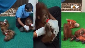 Five baby orangutans in Odisha: India, Indonesia coordinate on return of rescued infants