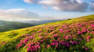 6 Flower-filled destinations in India to visit for spectacular blooms this autumn