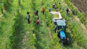 Caporalato tra le vigne dell’Alto Isontino e della Bassa friulana: nuovo capitolo per il processo
