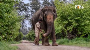 Vantara says Madhuri can return to Kolhapur, vets to monitor her every 2 weeks
