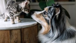 Dimmi come tratti gli animali e ti dirò chi sei