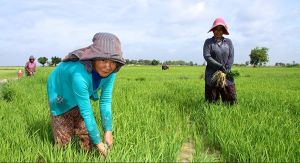 L’intelligenza artificiale parla khmer