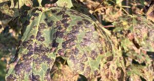 What’s happening to Peterborough’s trees?