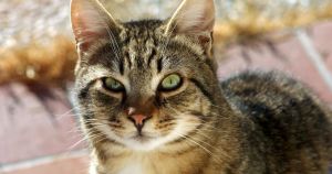 Cat shot with air rifle in shocking act of cruelty