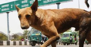 Not All Dogs Roaming the Streets Are ‘Strays’: Here’s What Stray, Feral and Free-Ranging Really Mean