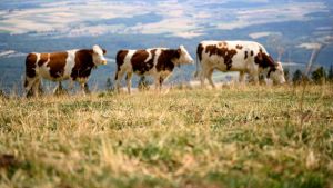 Comment préparer l’agriculture suisse au climat d’aujourd’hui et de demain?