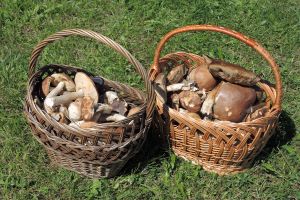 Ученые рассказали, в каких грибах белка больше, чем в мясе